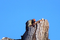 Melanerpes rubricapillus