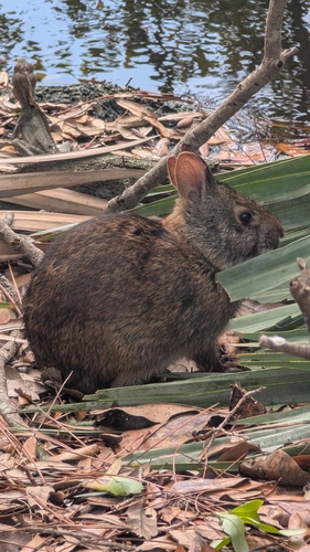 Marsh Rabbit observed by valentinar1