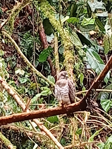 Aguililla Alas Anchas observed by yendrick