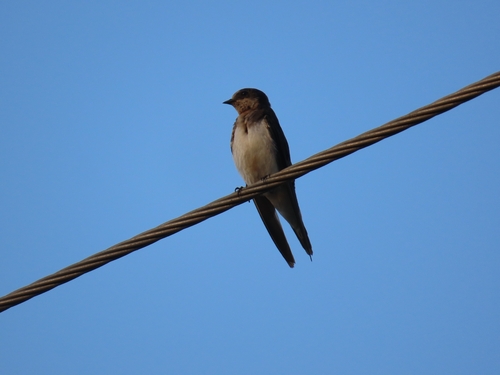 Barn Swallow observed by carterdorscht