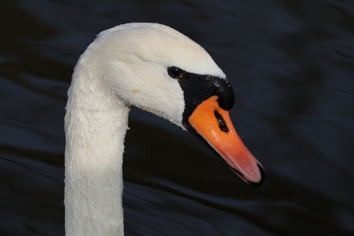Cisne vulgar (Cygnus olor)