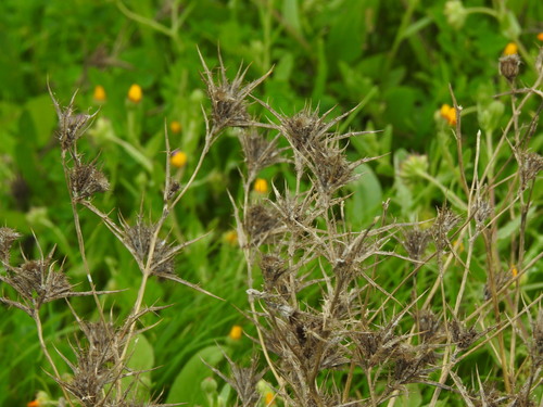 Racemose carline thistle (Carlina racemosa)