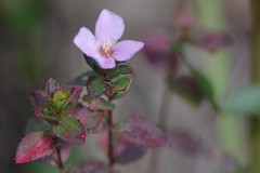 Rhexia nuttallii