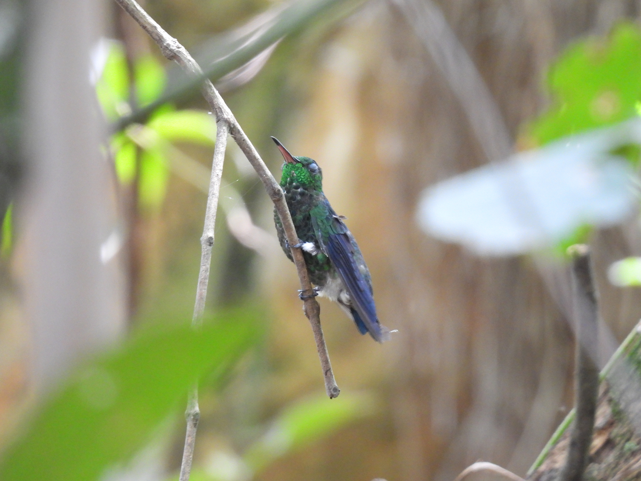 Steely-vented Hummingbird (Saucerottia saucerottei), photo 5