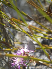 Eicochrysops messapus