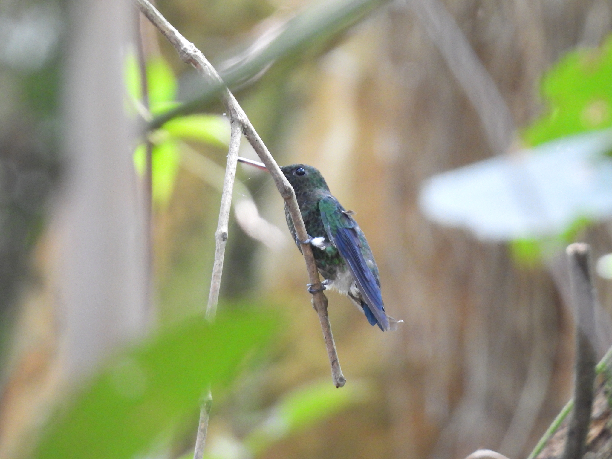 Steely-vented Hummingbird (Saucerottia saucerottei), photo 6