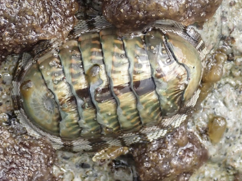 Green Chiton