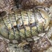 Chiton viridis - Photo (c) paulchallinor, some rights reserved (CC BY), uploaded by paulchallinor