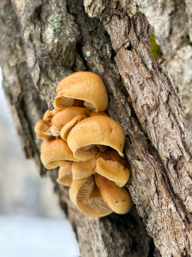Flammulina · March 2026 · photo: © mmulqueen (iNaturalist, cc0)