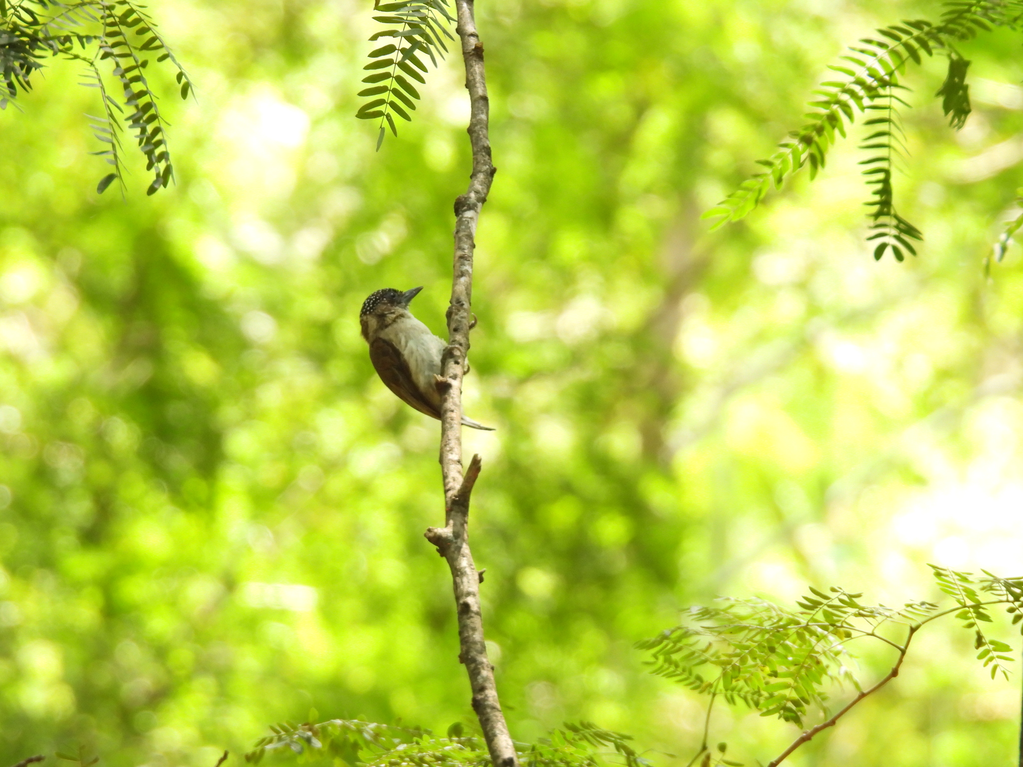 Greyish Piculet (Picumnus granadensis), photo 3