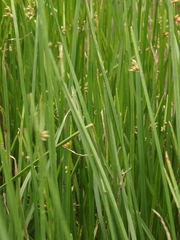 Schoenoplectus triqueter