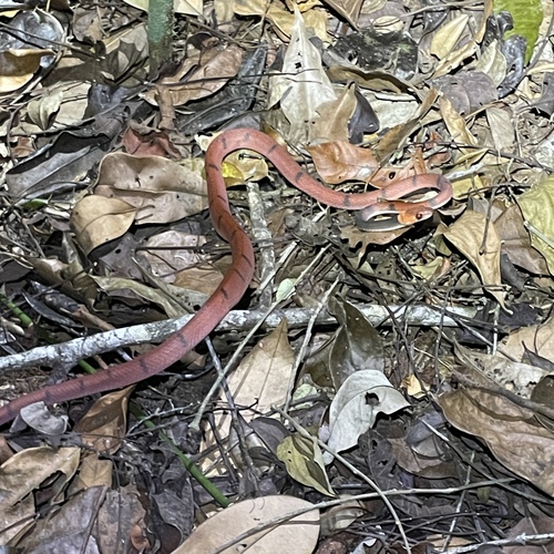 Tropical Flat Snake