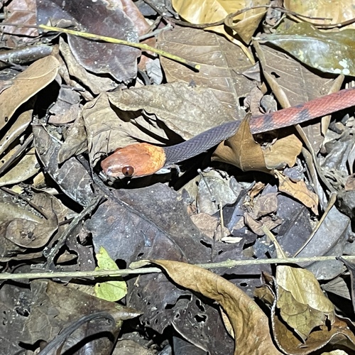 Tropical Flat Snake
