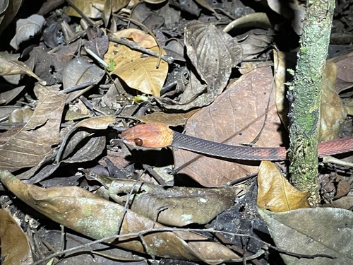 Tropical Flat Snake