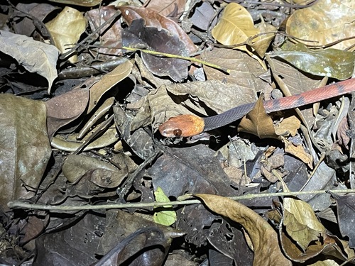 Tropical Flat Snake