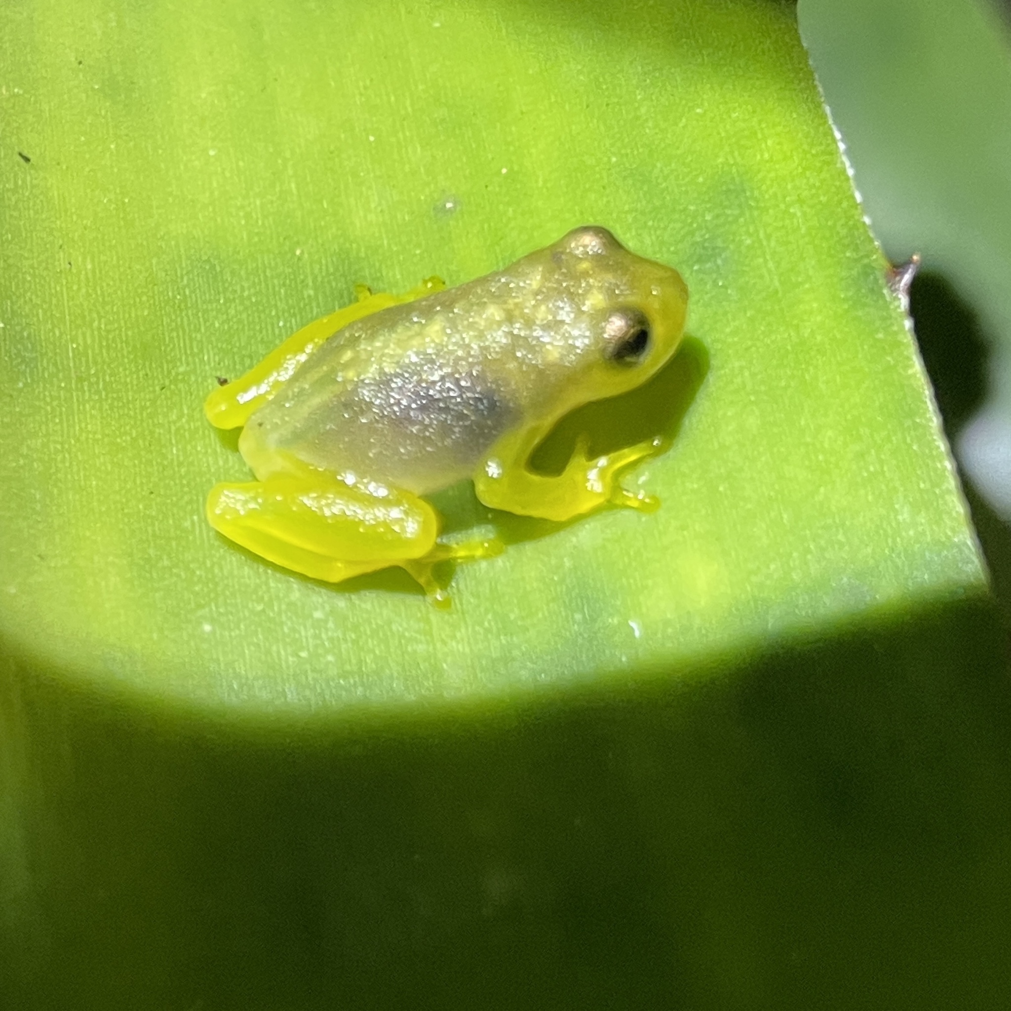 Phyllodytes iuna