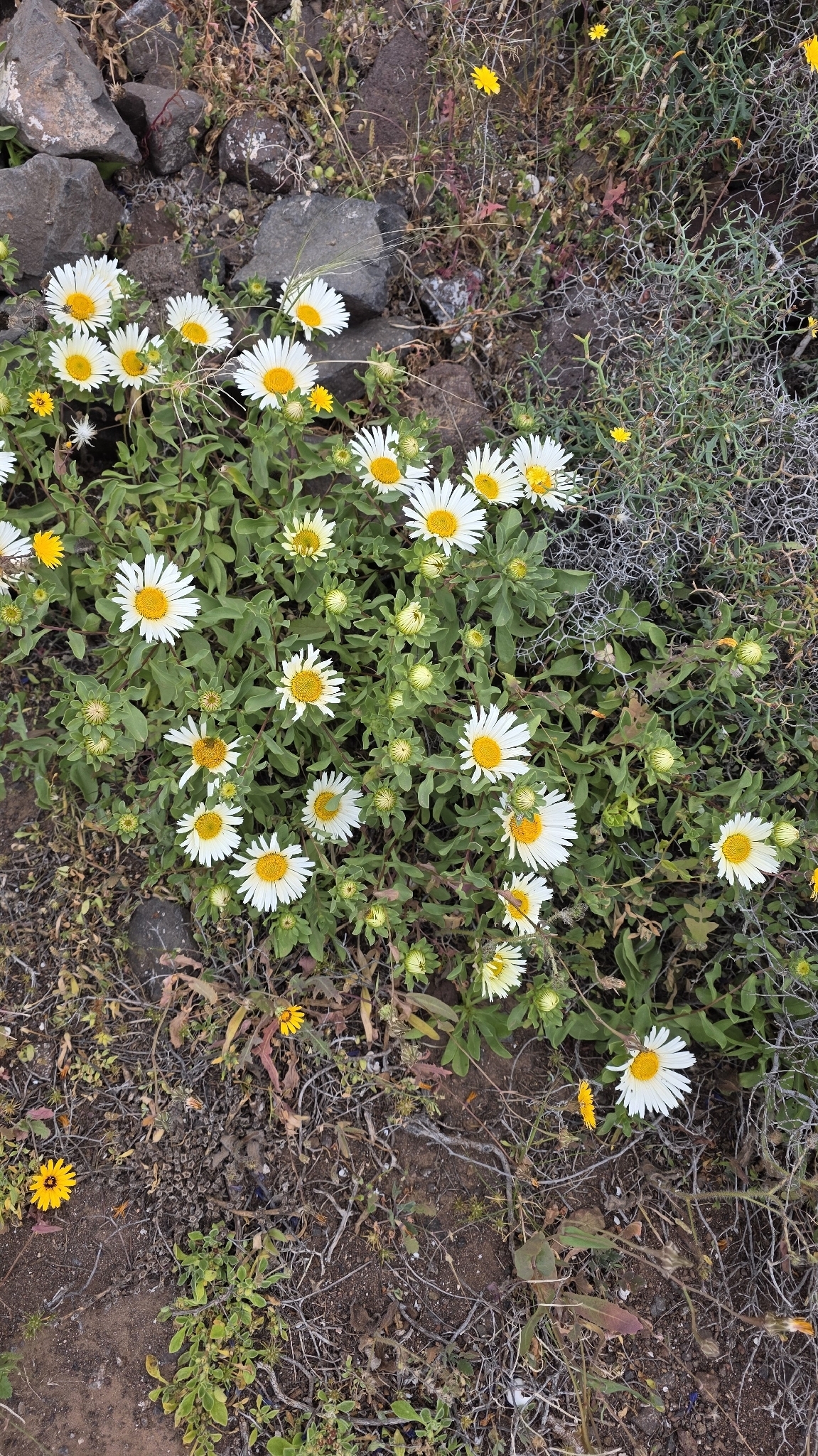 Tojia blanca