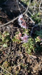 Lithophragma glabrum