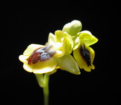 Ophrys lutea phryganae