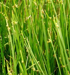 Schoenoplectus triqueter