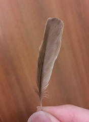 Serinus canaria domesticus