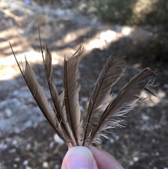 Serinus canaria domesticus