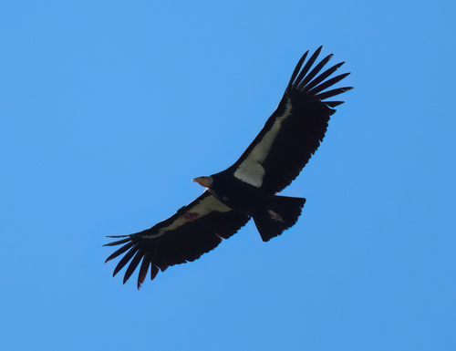 California Condor observed by thomasabenson