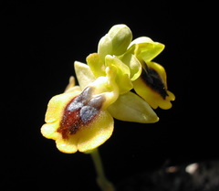 Ophrys lutea phryganae