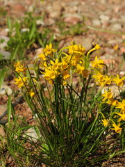 Narcissus gaditanus, photograph (c) Duarte Frade, some rights reserved (CC BY)