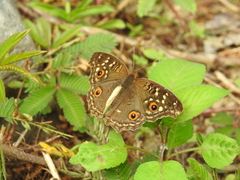 Junonia lemonias aenaria
