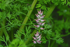 Fumaria densiflora