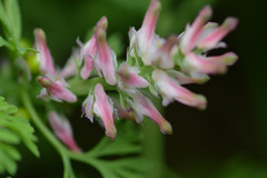 Fumaria densiflora