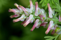 Fumaria densiflora