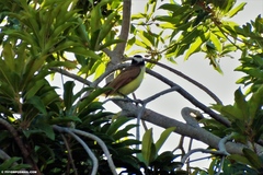 Pitangus sulphuratus