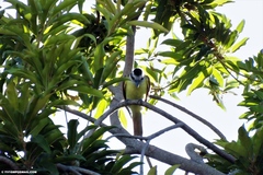 Pitangus sulphuratus