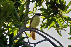 Pitangus sulphuratus