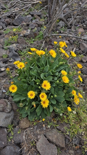 Reichardia famarae, photograph 1