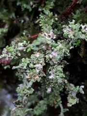 Bachmanniomyces punctum