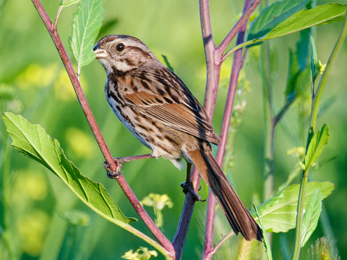 Song Sparrow