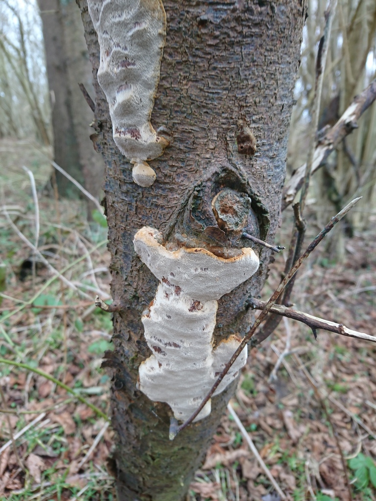 Phellinus pomaceus · March 2026 · photo: © jadekf (iNaturalist, cc0)