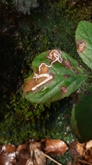 Stigmella aurella