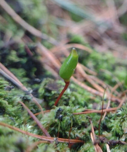 Buxbaumia Moss photographed in Poland