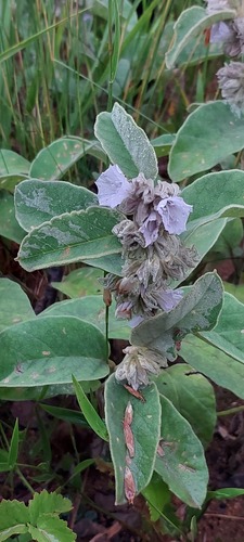 Jacquemontia sphaerocephala