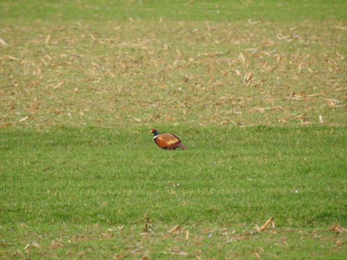 Fasan observed by muck8