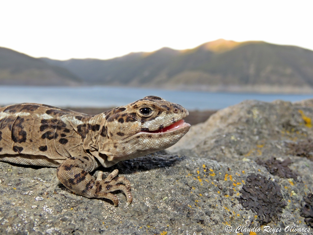 Six-Banded Patagonian Lizard