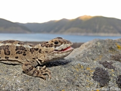Six-Banded Patagonian Lizard photo 1