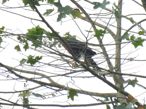 Long-tailed Hawk (Urotriorchis macrourus), photo 7
