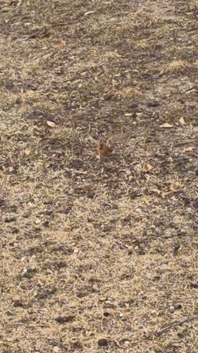 Northern Cardinal