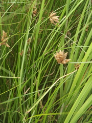 Bolboschoenus planiculmis