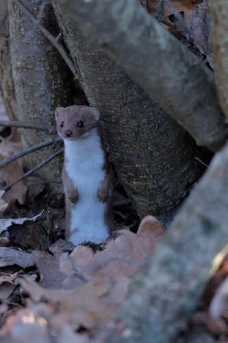 Mauswiesel observed by natlov